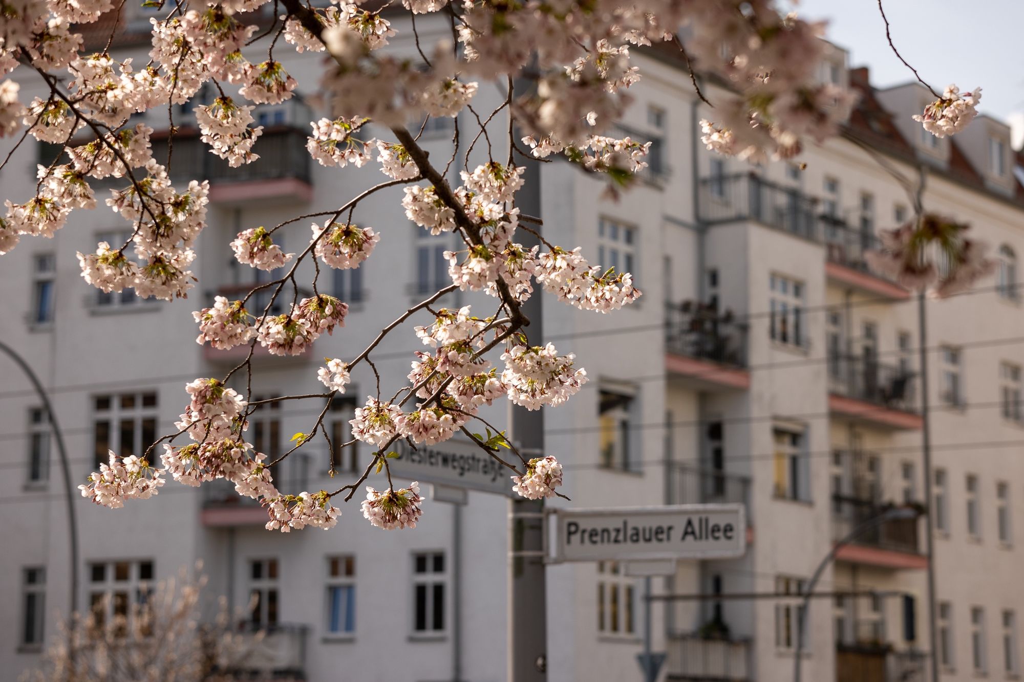 🌸 Сакура в Берлине